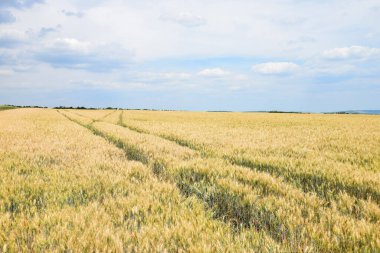 Yazın başında tahıl tarlalarında lastik izleri.