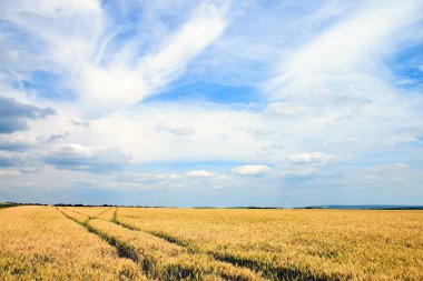 Yazın başında tahıl tarlalarında lastik izleri.
