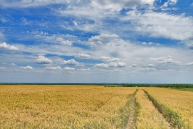 Yazın başında tahıl tarlalarında lastik izleri.