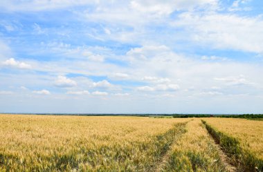 Yazın başında tahıl tarlalarında lastik izleri.