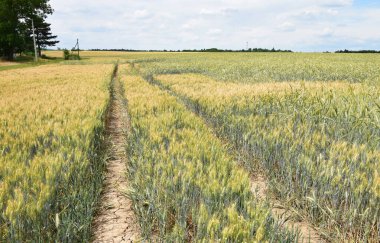 Yazın başında tahıl tarlalarında lastik izleri.