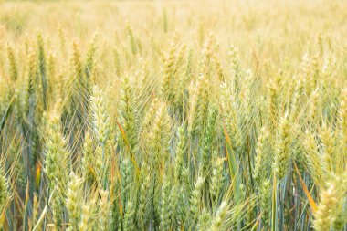 Yazın başında tahıl tarlaları
