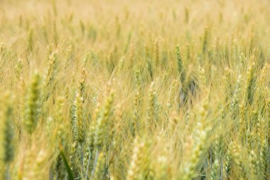 Yazın başında tahıl tarlaları