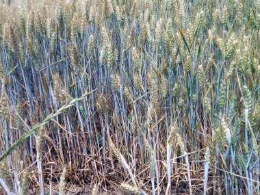 GÜNLÜK Buğday Tarlası