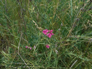 Resthok (Ononis spinosa), çayırda bulunan tıbbi bitki.