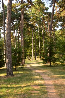 Kozalaklı ormandan geçen patika.