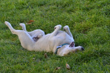 Avcı köpeği çimlerde neşeli oynuyor.