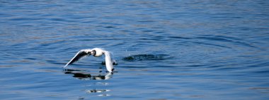 DANUBE üzerinden uçan martılar