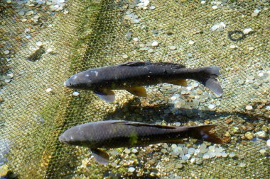 Gölün dibinde yüzen alabalıklar