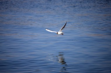 DANUBE üzerinden uçan martılar