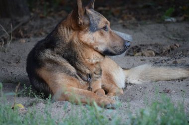 Bekçi köpeği, Alman çoban köpeği, evini korur.