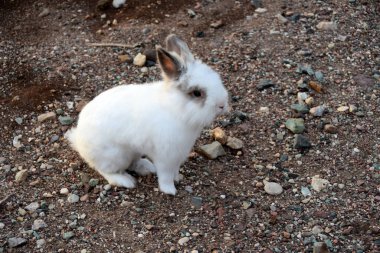 Kumların üzerinde şirin beyaz bir tavşan