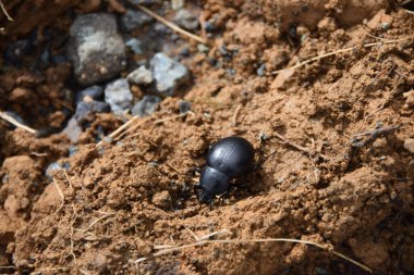 Çamurda böcek var.