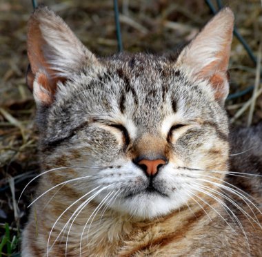 Çizgili kedi yalan söylüyor ve acele ediyor.
