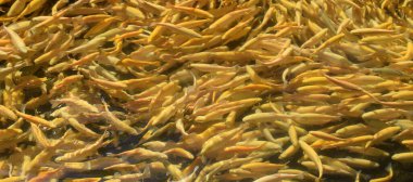 Balık ağılında büyük bir alabalık grubu.