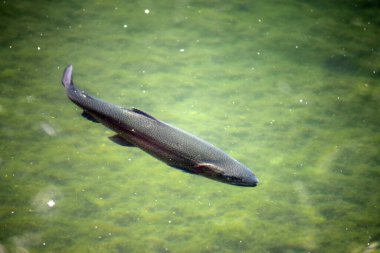Su altında yüzen alabalıklar.