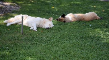 İki köpek çimenlerde uyur.