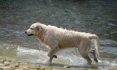 Golden retriever sudan çıkıyor.