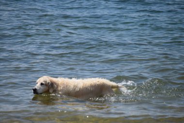 Golden retriever sudan çıkıyor.