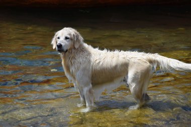 Golden retriever sudan çıkıyor.