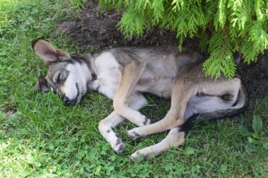 Köpek, Amerikan ağaçlarının altında çimenlerde uyuyor.