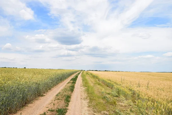 stock image Field of GREEN WHEAT FIELD BY DAYbarley