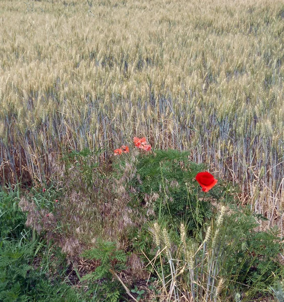 田里的罂粟花 — 图库照片