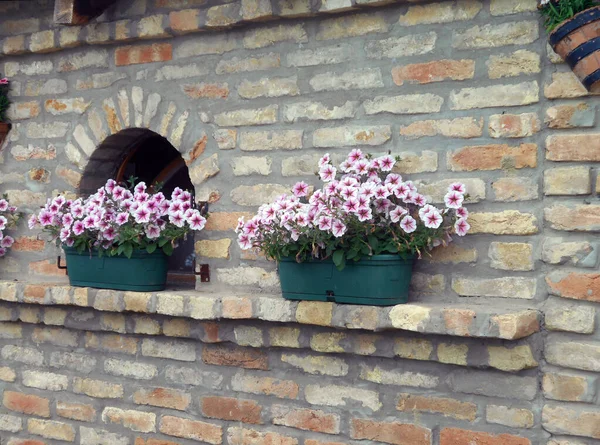Różowo Białe Petunie Przy Oknie Ścianie Cegły — Zdjęcie stockowe