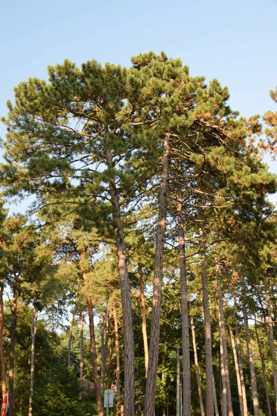 Tall pine trees in the coniferous forest