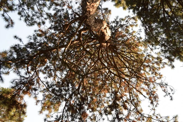 Baumkronen Nadelwald Blick Von Unten — Stockfoto
