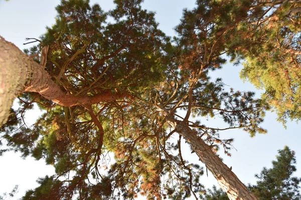 Canopée Arbres Dans Forêt Conifères Vue Bas — Photo