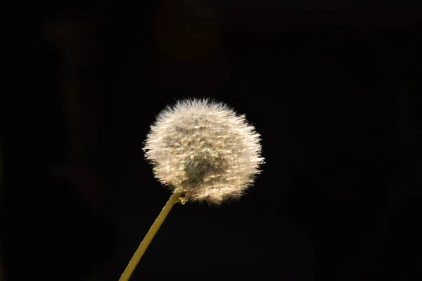 Ripe Head Dandelion Flower Wind — Stock Photo, Image