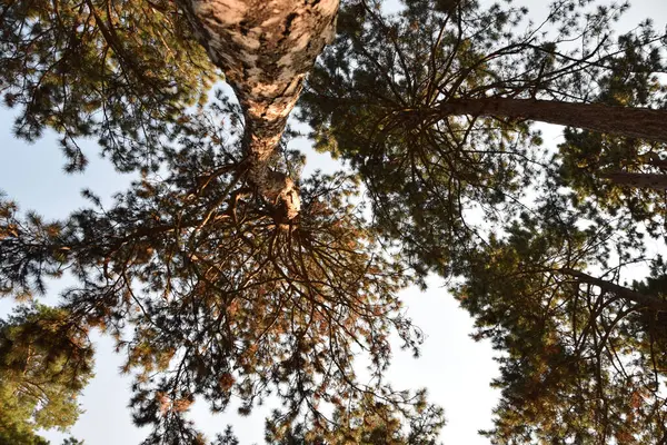 Деревянный Навес Хвойном Лесу Вид Снизу — стоковое фото