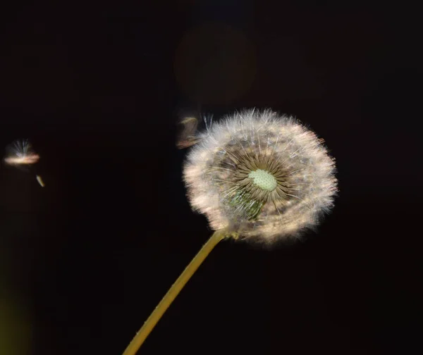 風に乗ってタンポポの花の熟した頭 — ストック写真