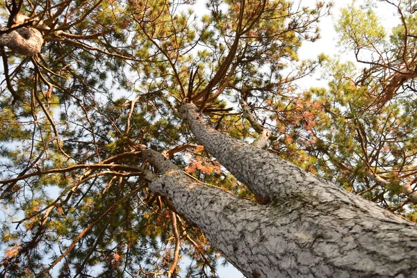 Canopée Arbres Dans Forêt Conifères Vue Bas — Photo