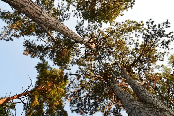 Tree canopy in the coniferous forest, view from below
