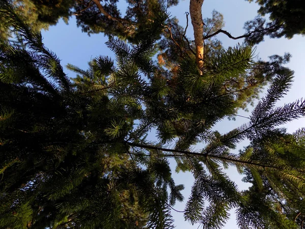 Деревянный Навес Хвойном Лесу Вид Снизу — стоковое фото