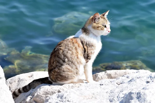 可爱的条纹猫坐在水边的石头上 — 图库照片