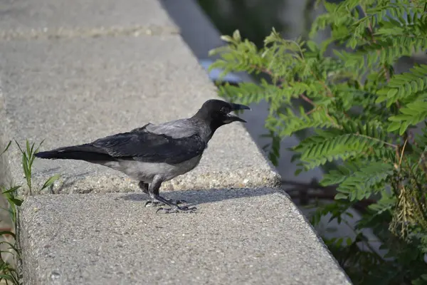 stock image Hooded crows in the urban environment