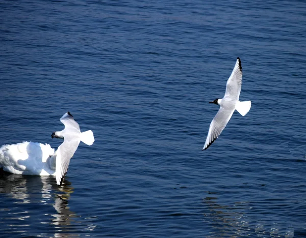 Gaviotas Volando Sobre Danube — Foto de Stock