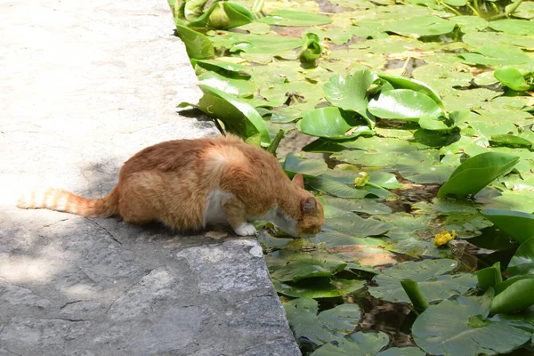 Redhead cat drink water from the pond with Nuphars, small water lilies on the water surface