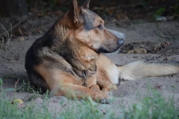 Wachhund Schäferhund Bleibt Hause — Stockfoto