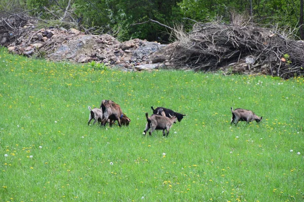 Troupeau Chèvres Domestiques Brunes Paissent Dans Prairie — Photo