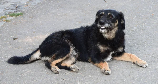 Aufgebrachter Schwarzer Hund Liegt Auf Der Straße — Stockfoto