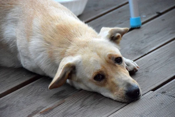 Beyaz Köpek Kulaklarını Açtı Kameraya Baktı — Stok fotoğraf