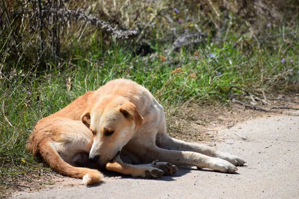 Gran Perro Abandonado Camino —  Fotos de Stock