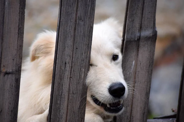 stock image Little white dog peek through the wooden fence