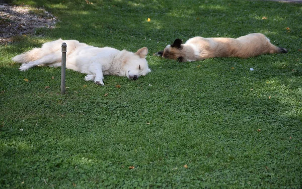 Dwa Psy Śpią Trawniku — Zdjęcie stockowe