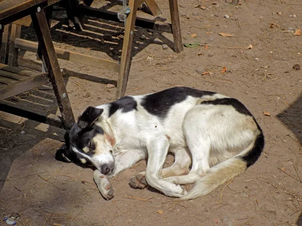 Wounded stray dog is sleeping under the table in the restaurant
