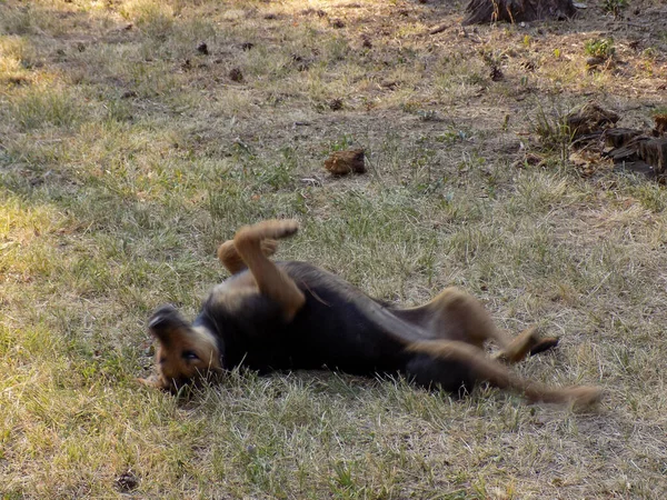 Brauner Hund Spielt Und Rollt Über Das Gras — Stockfoto